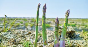 Beragam Manfaat Asparagus Untuk Ibu Hamil